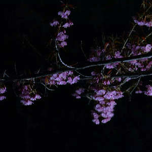 日本高清在线中字视频
